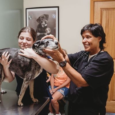 vet and staff examining a dog